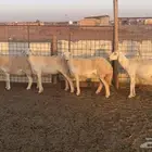 12 غنم حريات طيبات واشباب