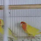 تصفيه على ازواج كروان وروز و كنيور