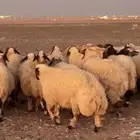 عدد 110 غنم نعيم للبيع