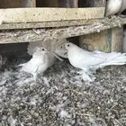 حمام للبيع شرازي وبالون ورقيص وحب رمان وبلجيكي