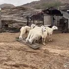 ضان