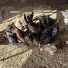 دجاج للبيع