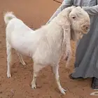 فحل هولندي