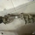 قطع افلون 2021