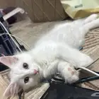 قطط صغير