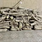 حطب فقس امريكي