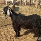 فحل عارضي حار ومشروط