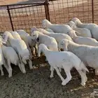 24 بهم هرافي نضيف وشعره وعظم طيب