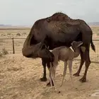 للعشاق المجاهيم المصاغير خلفة مجهم توها والد