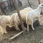 طليان حري مع الذبح والتوصيل