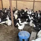 بط مسكوفي مصري بح