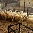 للبيع طليان