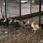 دجاج فيومي
