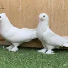 حمام تركي