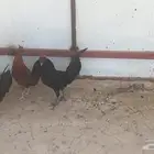 ديكة ديوك للبيع