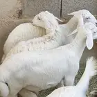 هرافا حريات