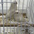 عصافير روز البينو لمحبين الانتاج و التربيه