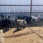 تيوس للبيع العدد 10