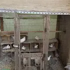حمام صنعاني حر للبيع