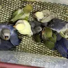 روز مجنون غر