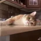 ثلاث قطط تبني