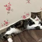قط للتبني