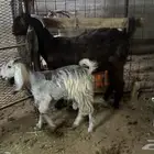 عنز شاميه مضرع ومعها جفرة للبيع
