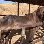 مهر عربي شعبي عمره سنتين