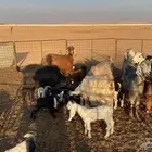 معزاء مواليد