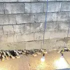 فروخ للبيع