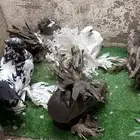 جملة رقاص هندي