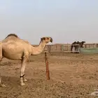 للبيع قعود فحل طيب سنه ثني