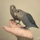 طير الروز هدد