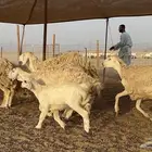 غنم حرية جروم حرش عدد 31 يتبعها 30