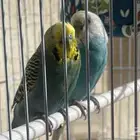 طيور زينه