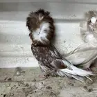للبيع جاكوبين