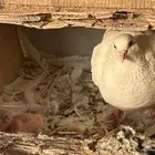 حمام فرنسي سوبر جامبو وعادي