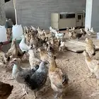 صيصان دجاج مشكل (تم البيع )