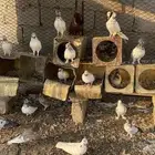 حمام بكستاني و بلجيكي