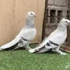 حمام تركي
