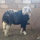 فحل نجدي فاخر