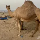 ملاقي ساحلية وعلى وشك الولادة