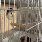 زوج روز للبيع