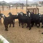 للبيع معزه عوراض 13 راس صغار سن