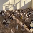 للبيع صيصان