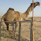 للبيع بعير فحل ثني مشروطه ولد غرنوق المعروف