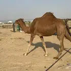 للبيع نياق سواحل حمر دهم