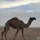 بكره
