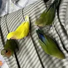 طيور روز اليفه