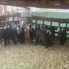 تسعه تيوس وثلاث اجفار